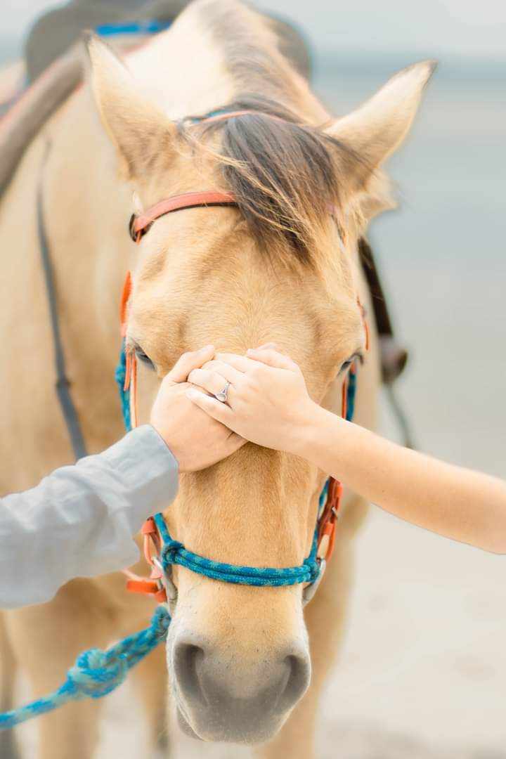 Sunset Horse Tours history